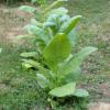 Tobacco002